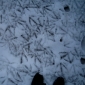 goose hieroglyphics.JPG